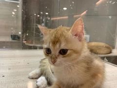 -飞行喵MR PILOT|猫舍·猫咖(静安大融城店)