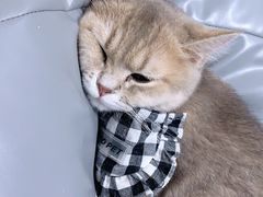 -逗柴咖啡屋·狗咖猫咖宠物桌游