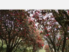 -贵州百里杜鹃风景名胜区