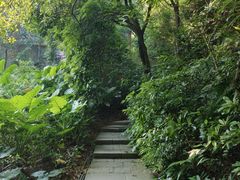 -东莞市大岭山森林公园