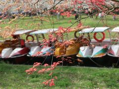 -上海共青森林公园