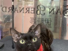 -车接车送·寄养洗护·德文猫舍(大宁店)