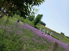 -曲江薰衣草庄园