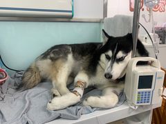 -达爱动物医院·犬猫分区·CT·复杂眼科(远洋山水分院)