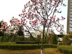 -重庆市江北嘴中央商务区中央公园