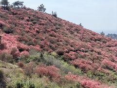 -木兰云雾山