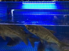 -姜君·千岛湖鱼头馆(浦东大道店)