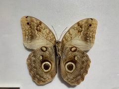 -上海昆虫博物馆