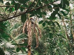 -瑞丽独树成林风景区