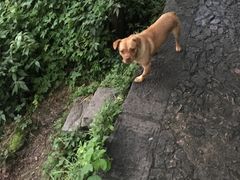 -袁家豆腐