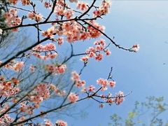-王借岗森林公园