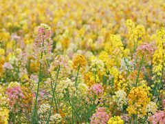 -中国天府农业博览园