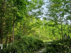 -桤木河湿地公园