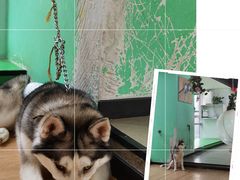 -Husky Go! 哈士奇体验馆·宠物咖啡厅狗咖