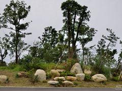 -瑶湖郊野森林公园