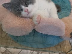 -momokira米努特·德文卷毛猫·棉花面纱犬