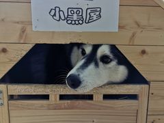 -Husky Go! 哈士奇体验馆·宠物咖啡厅狗咖