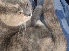 -鼓捣猫呢主题猫咖店