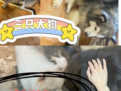 -more than meow吴止猫主题餐厅(承德 中船汇店)