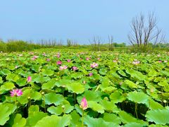 -野鸭湖国家湿地公园