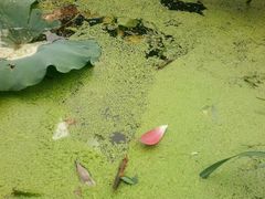 -长白岛森林公园