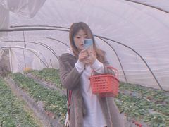 -喜杨洋草莓采摘园