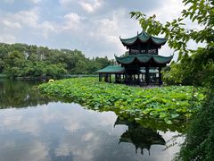 -桂湖森林公园