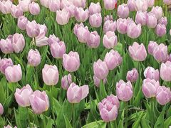 -石家庄市植物园