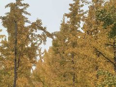 -汉长安城未央宫国家考古遗址公园