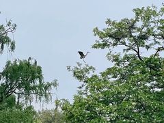 -北京麋鹿生态实验中心