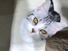 -猫亿天猫咖