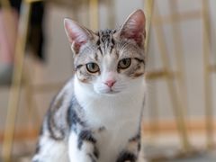 -飞行喵MR PILOT|猫舍·猫咖(静安大融城店)