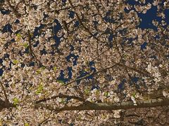 -西北湖绿化广场