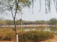 -大兴滨河森林公园