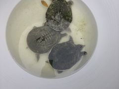 -繁毅农庄