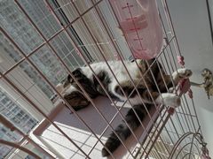 -美联众合宠物医院·爱萌分院·内外科·猫科中心