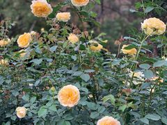 -人民公园(罗湖区)