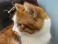 -纳吉亚猫专科动物诊疗中心(蒋宅口分院)