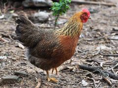 清远靓鸡项-清新一盅正宗清远鸡(环城路店)