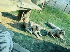 -北京野生动物园