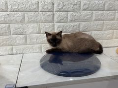 -平行世界·猫咖(首经贸店)