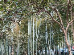 -杭州植物园