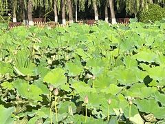 -东升八家郊野公园