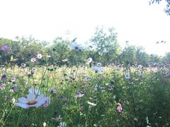 -广东花都香草世界旅游度假区