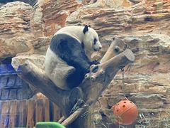 -石家庄市动物园