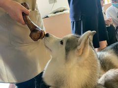 -Husky Go! 哈士奇体验馆·宠物咖啡厅狗咖