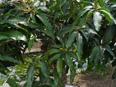 -上海多利农业发展有限公司