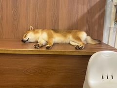 -柯斗斗主题餐厅·狗咖·围炉煮茶·茶饮(国瑞升平里店)