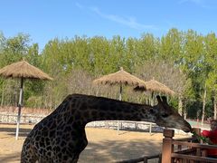 -北京野生动物园