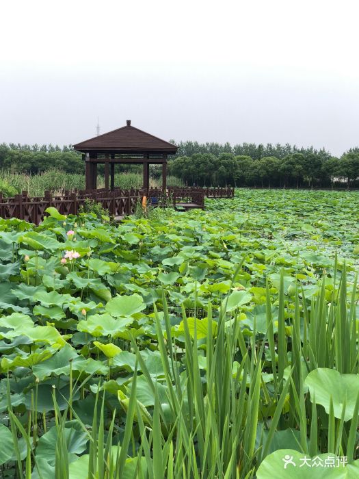 荷塘月色溼地公園-圖片-蘇州周邊遊-大眾點評網